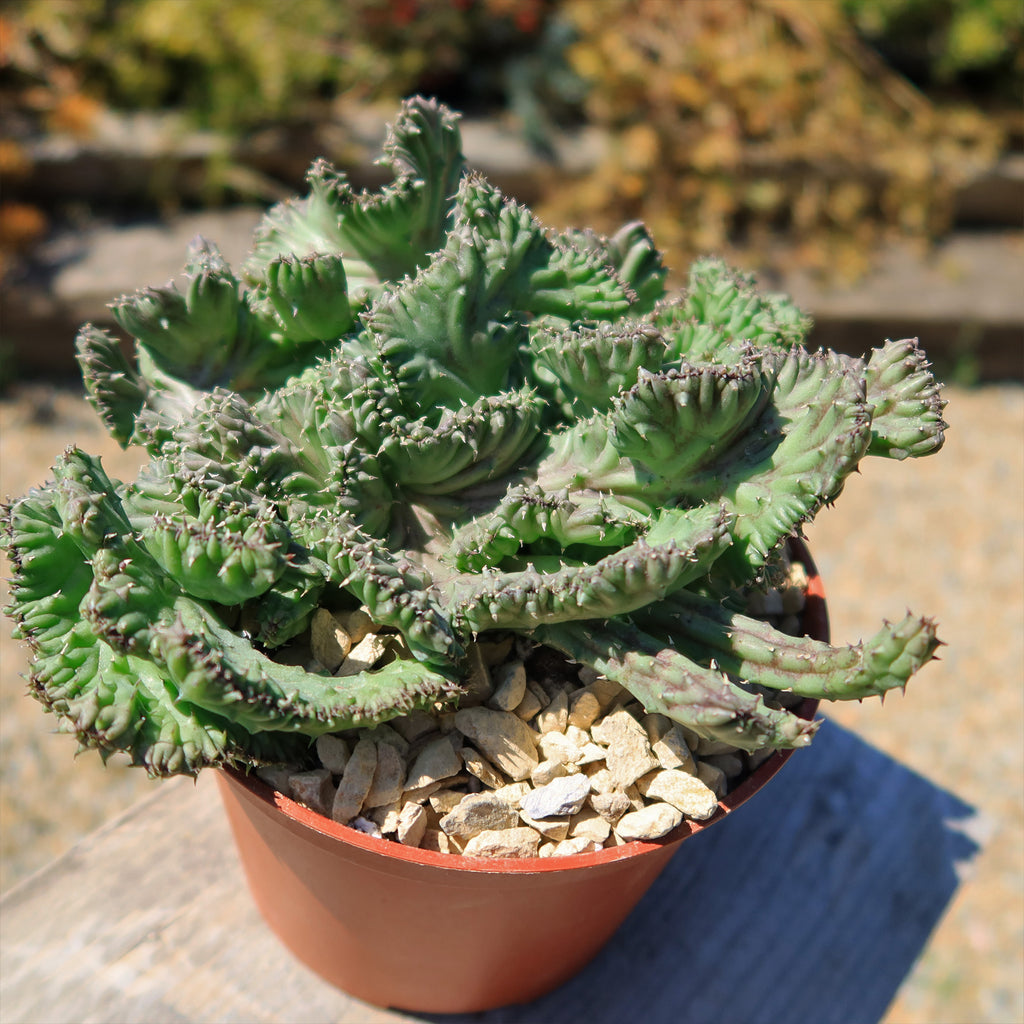 Huernia procumbens &