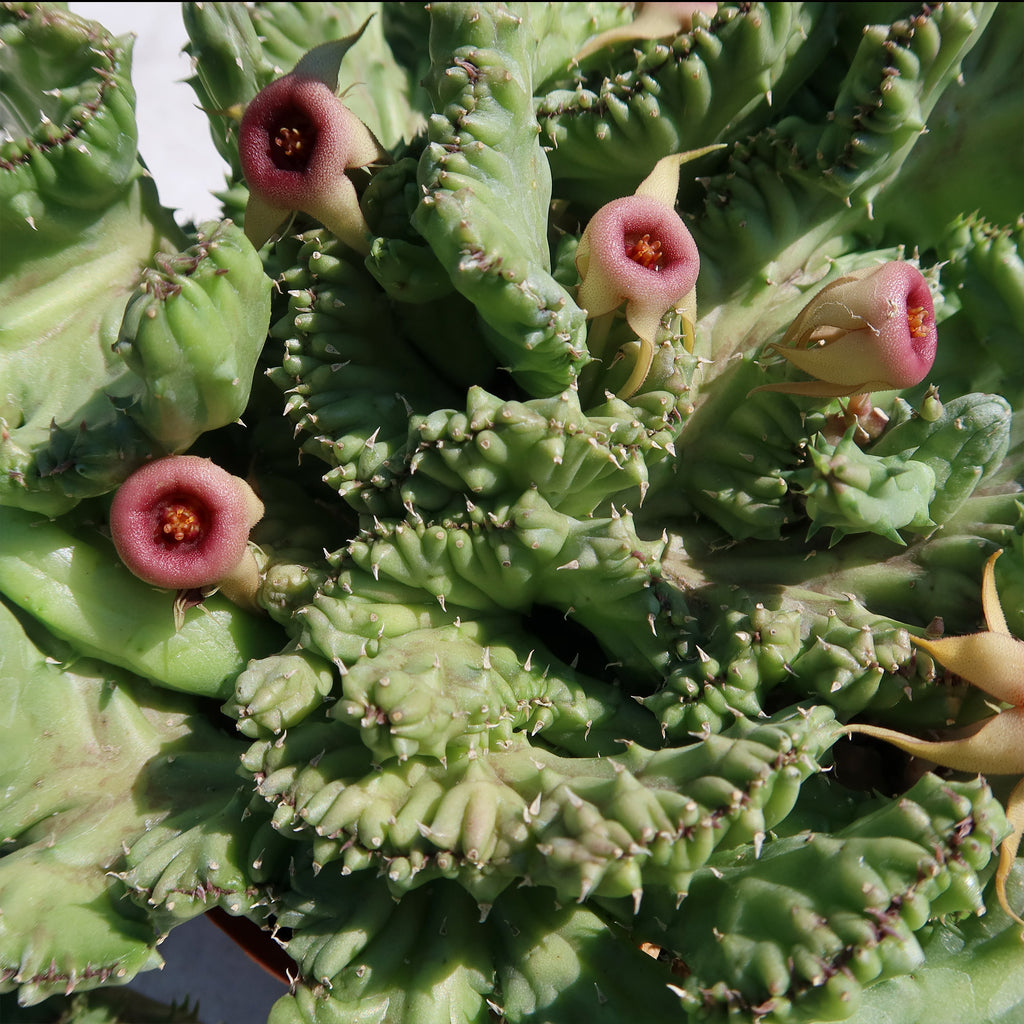 Huernia procumbens &