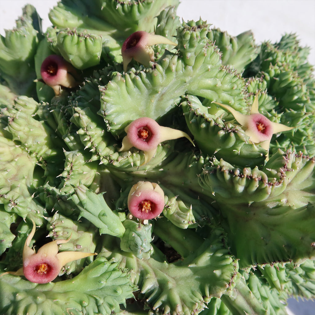 Huernia procumbens &
