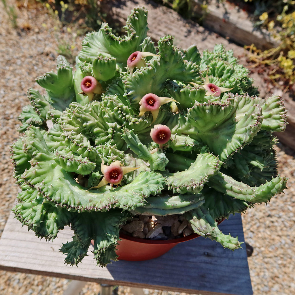 Huernia procumbens &