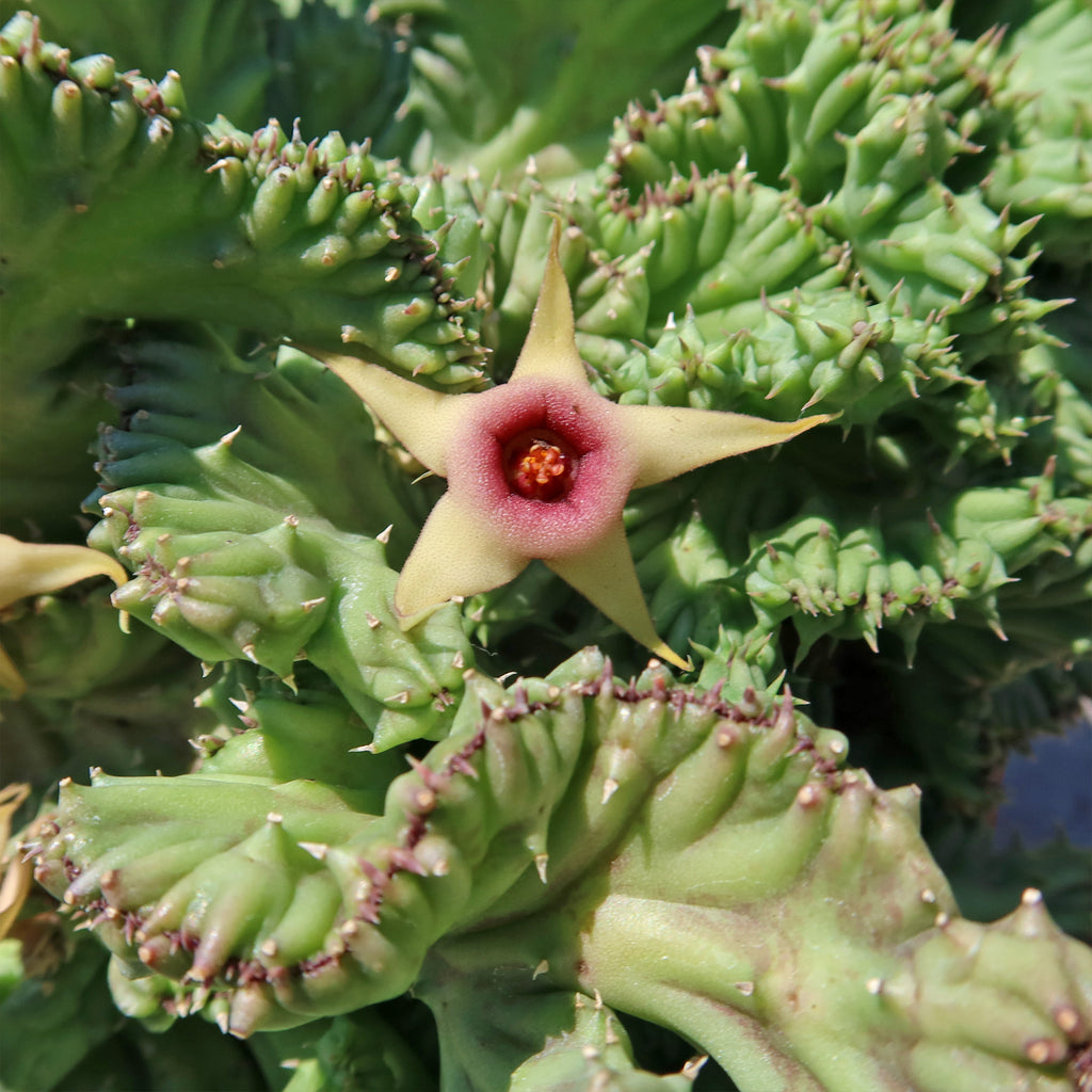 Huernia procumbens &