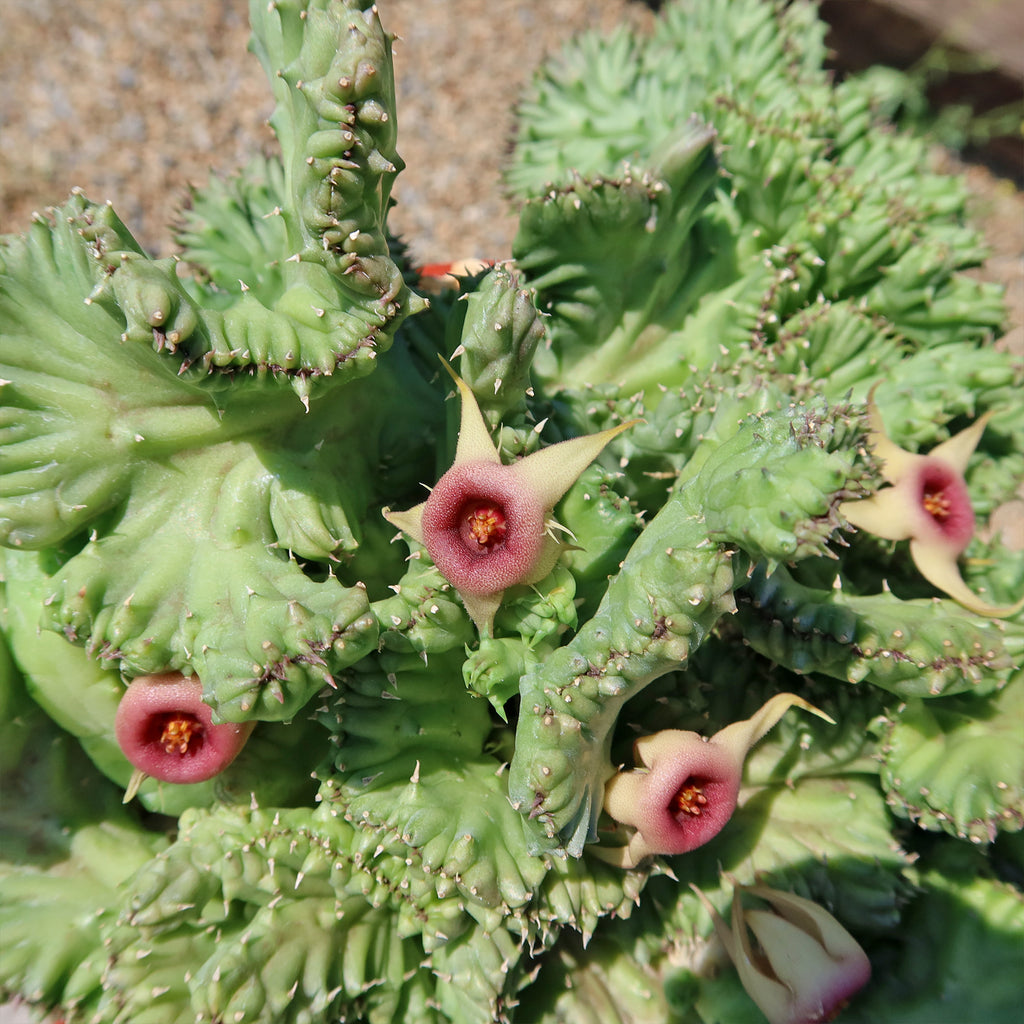 Huernia procumbens &