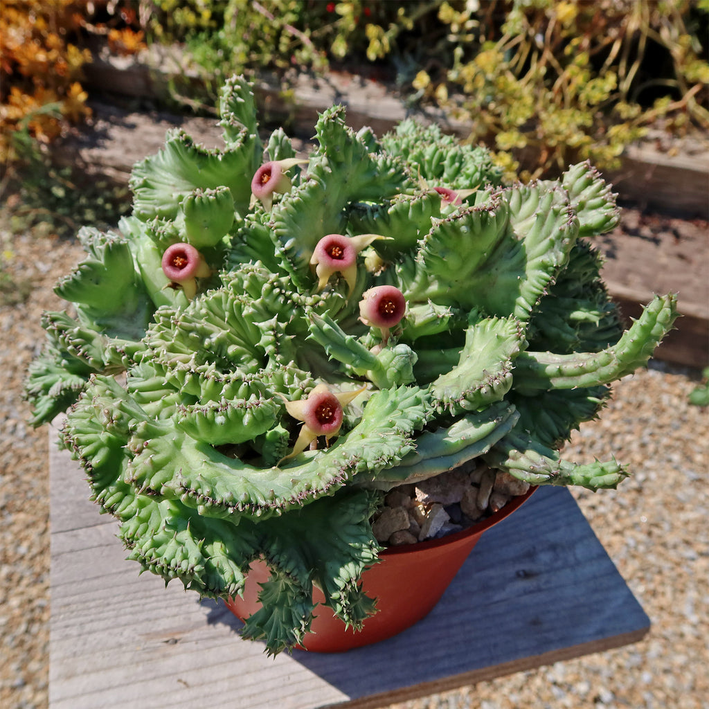 Huernia procumbens &