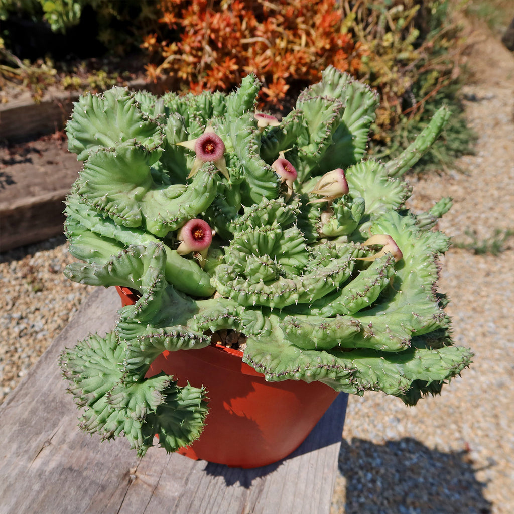 Huernia procumbens &