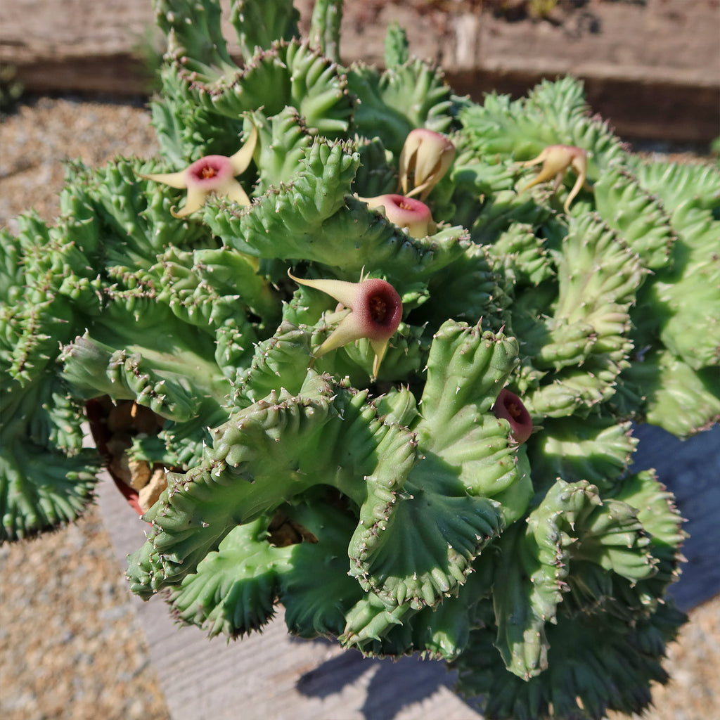 Huernia procumbens &