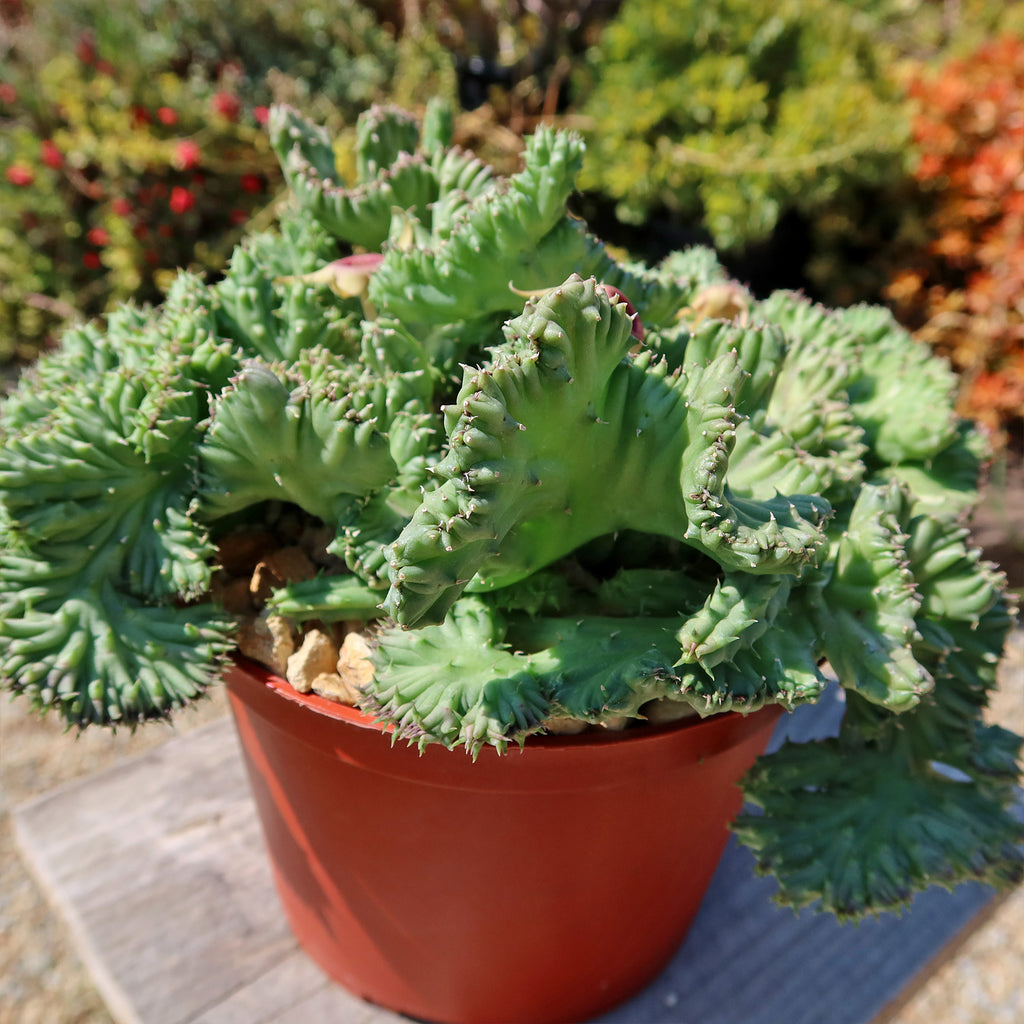 Huernia procumbens &