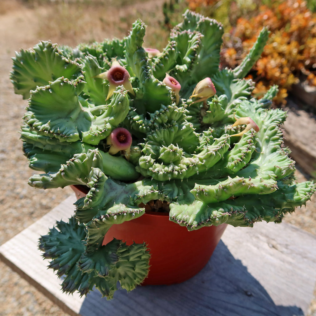 Huernia procumbens &