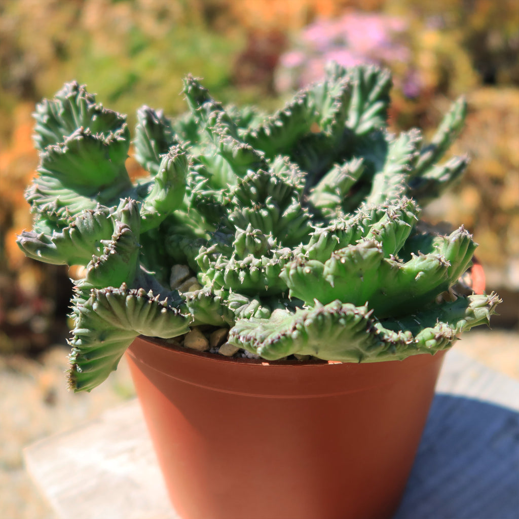 Huernia procumbens &