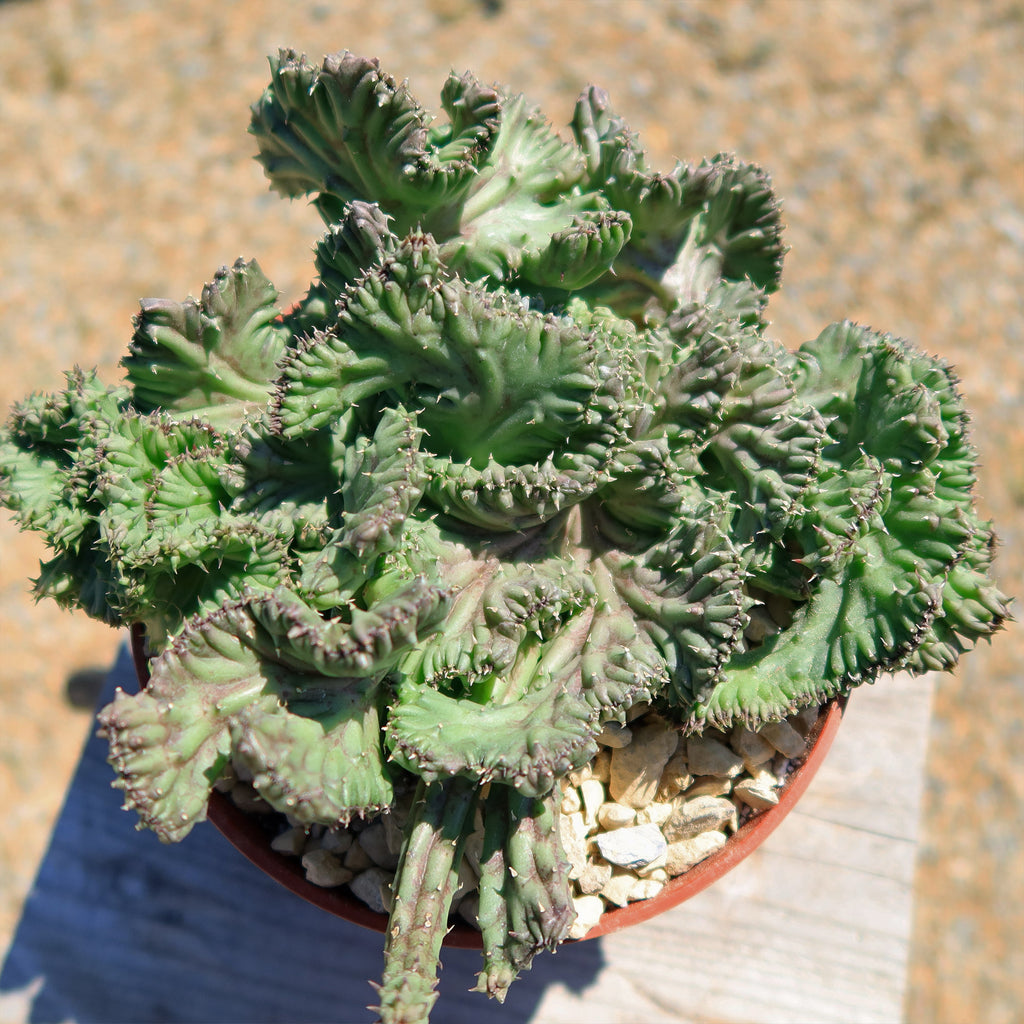 Huernia procumbens &