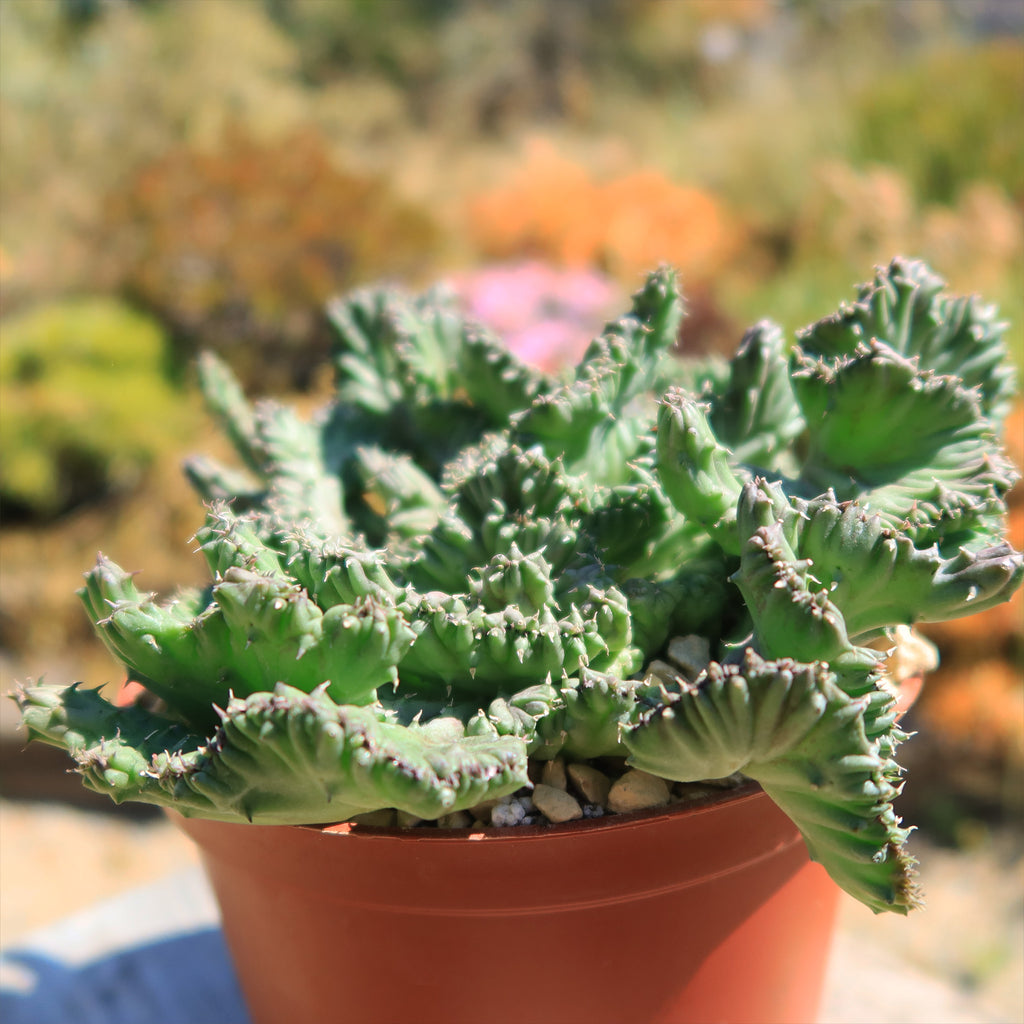 Huernia procumbens &