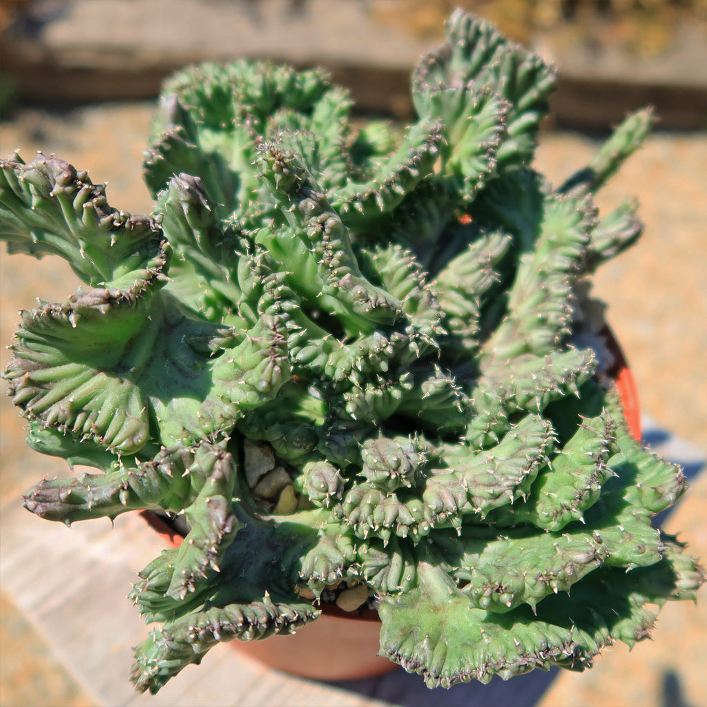 Huernia procumbens &