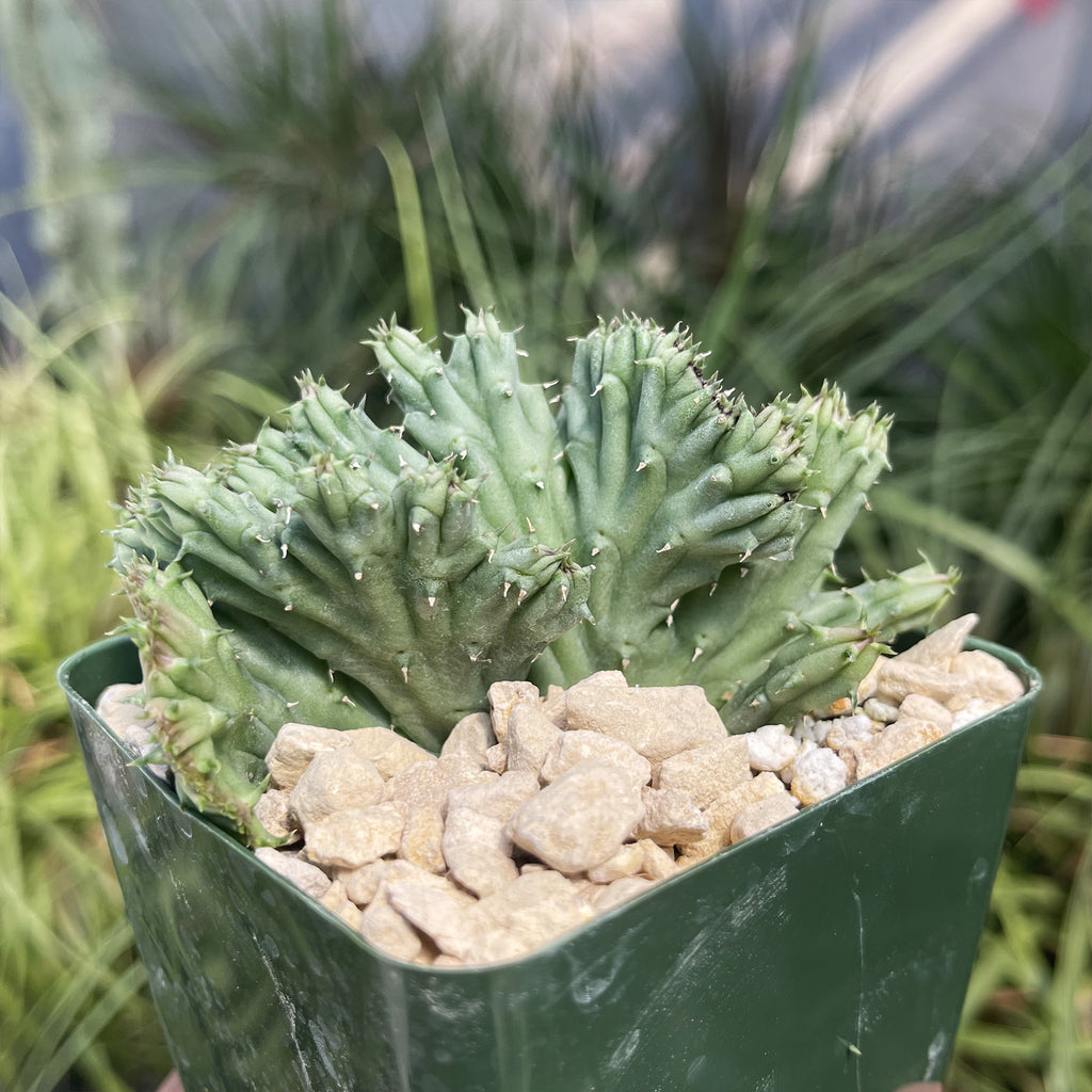 Huernia procumbens &