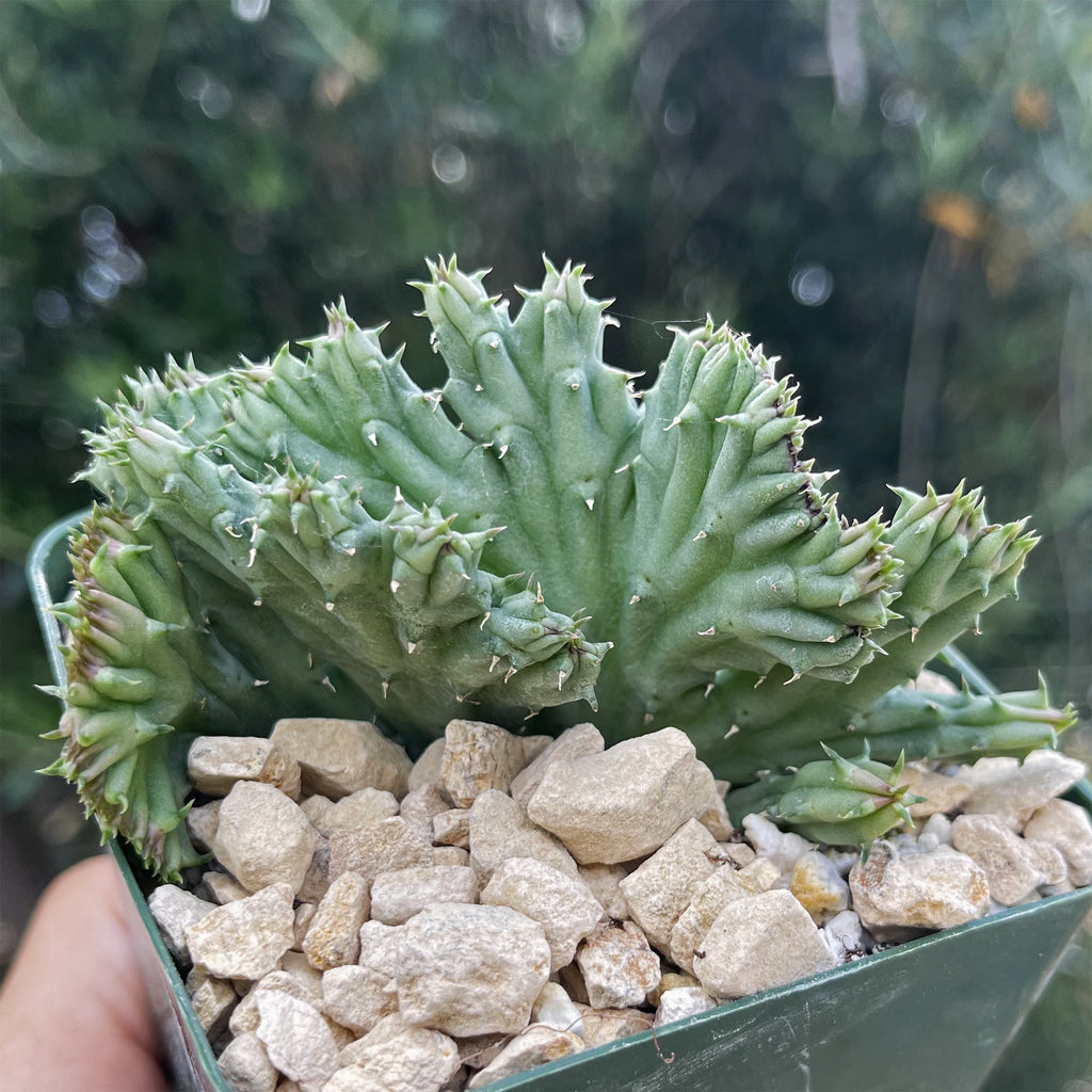 Huernia procumbens &