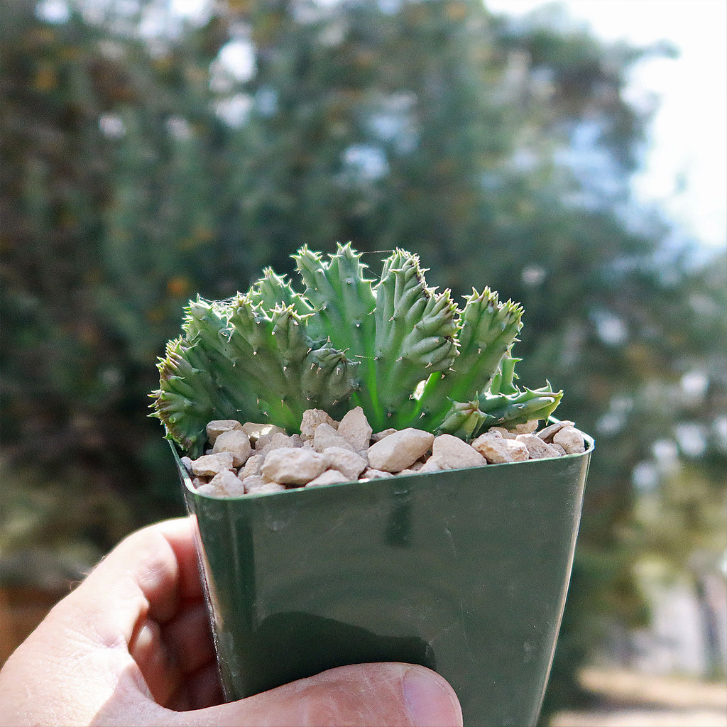 Huernia procumbens &