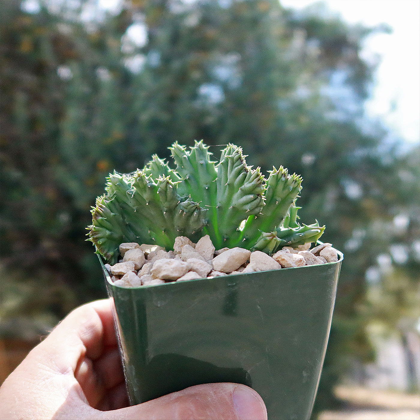 crested succulent Huernia procumbens 'crested'