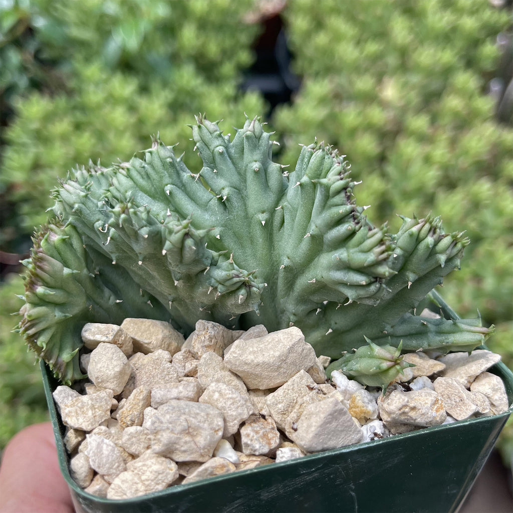Huernia procumbens &