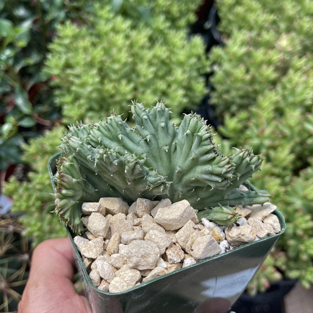 Huernia procumbens &