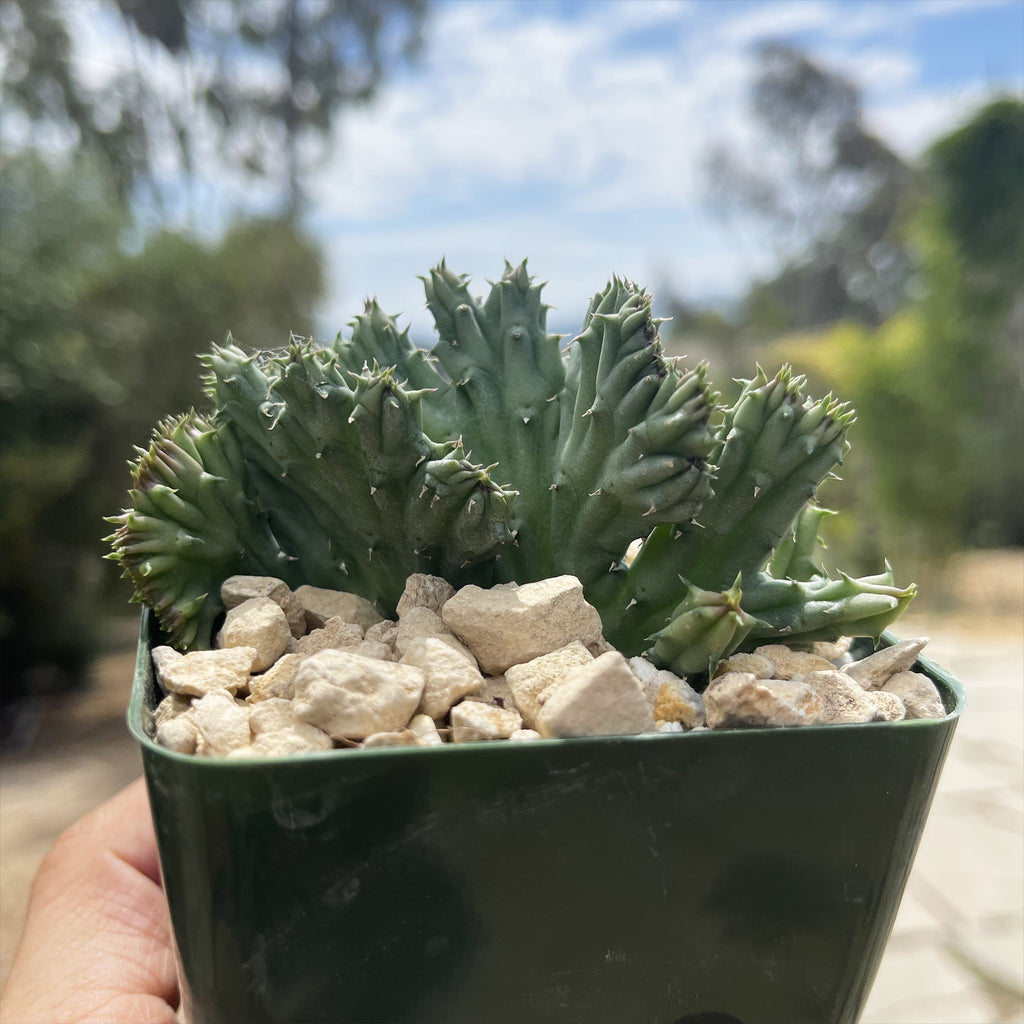 Huernia procumbens &