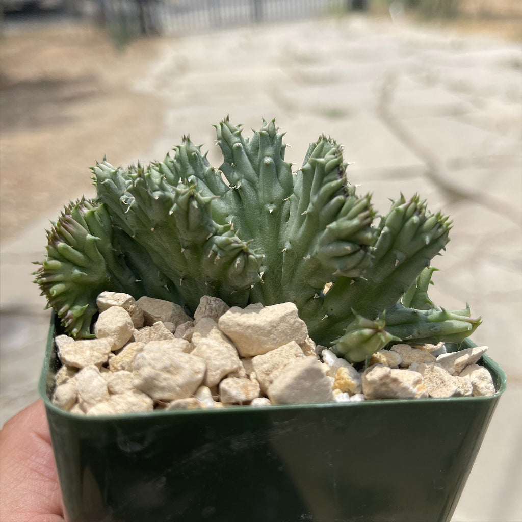 Huernia procumbens &