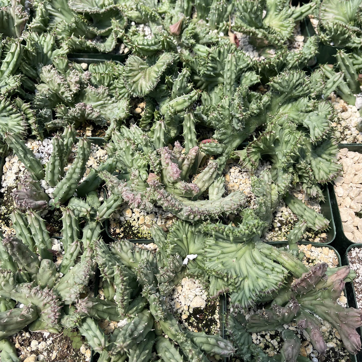Huernia procumbens 'crested'