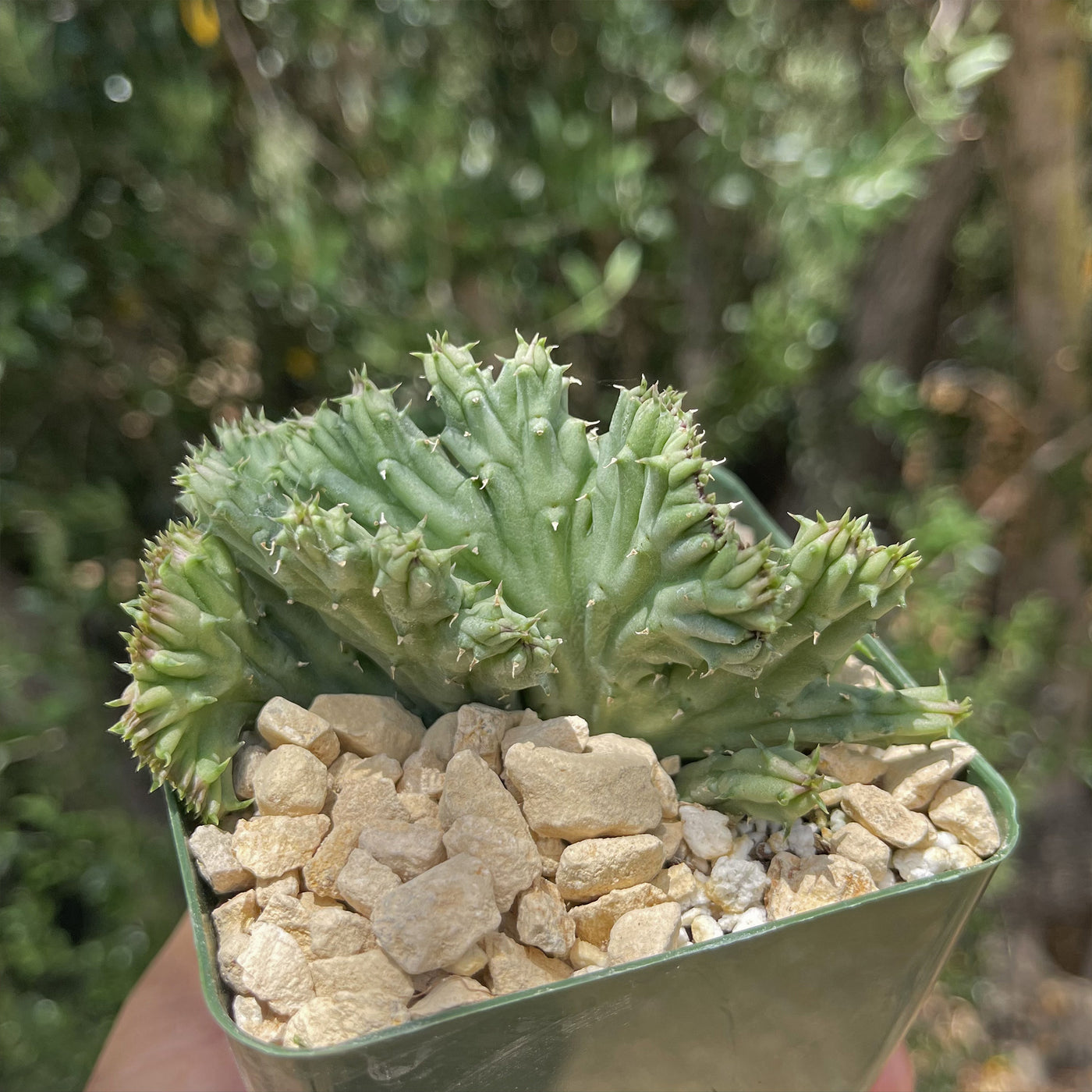Huernia procumbens 'crested'