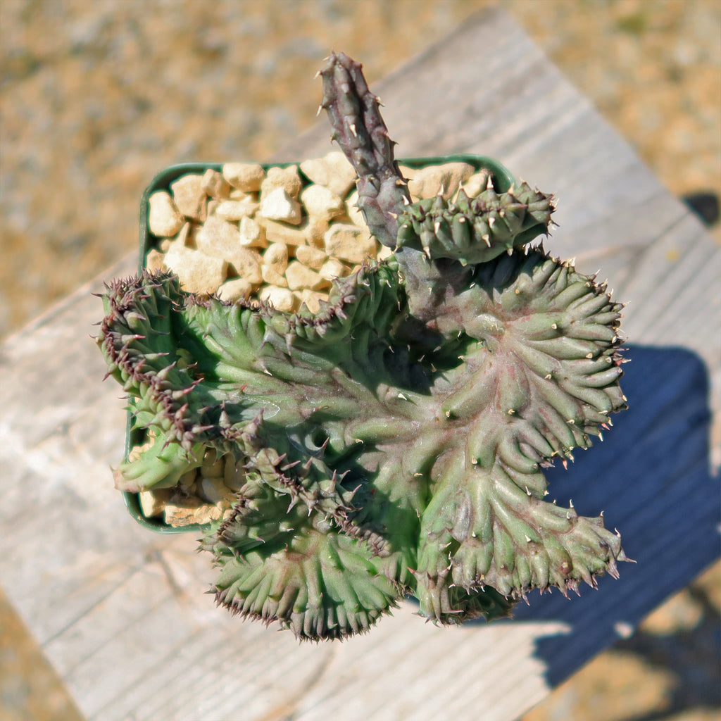 Huernia procumbens &