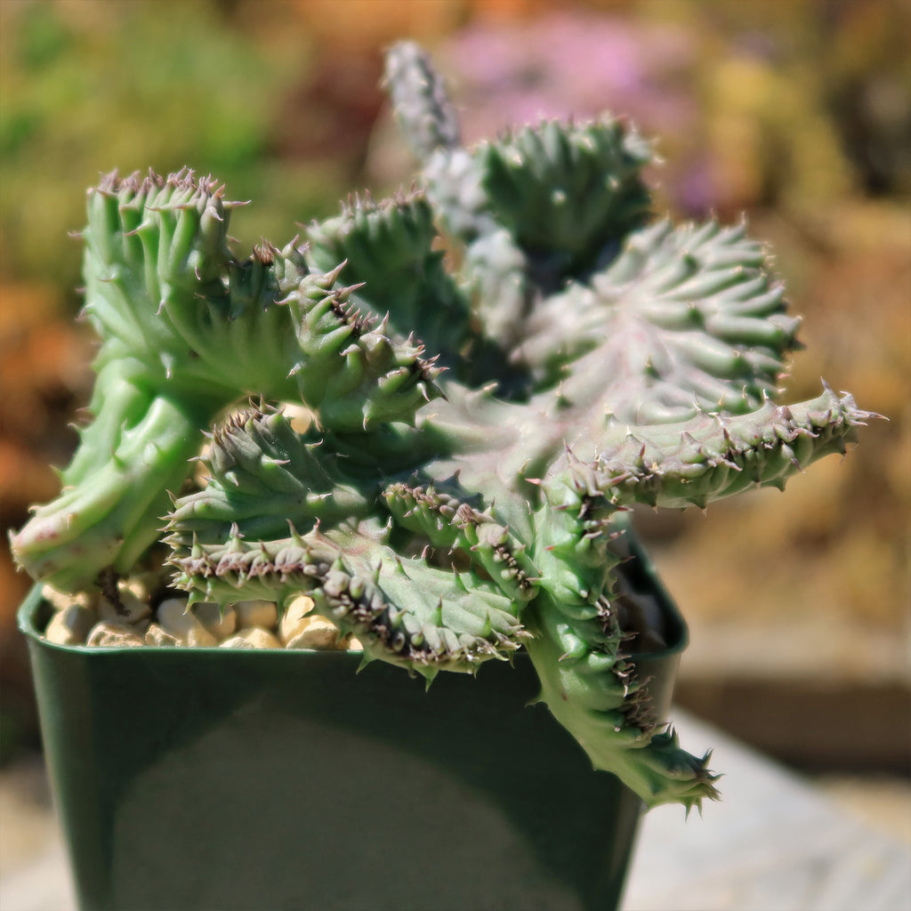 Huernia procumbens &