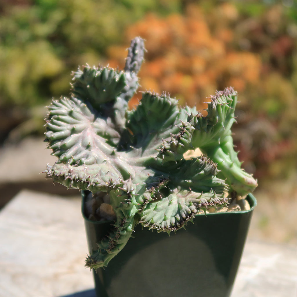 Huernia procumbens &
