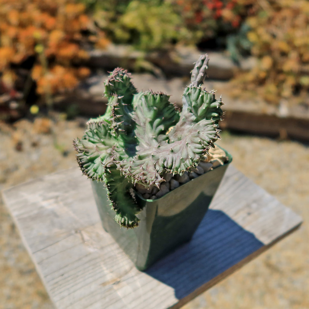 Huernia procumbens &