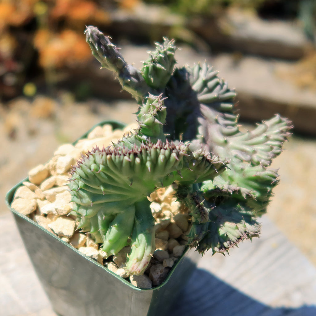 Huernia procumbens &