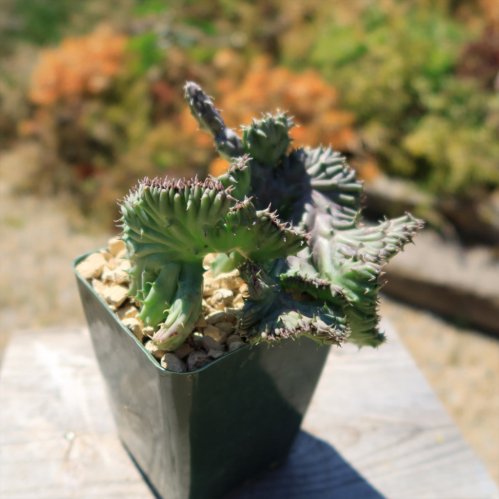 Huernia procumbens &