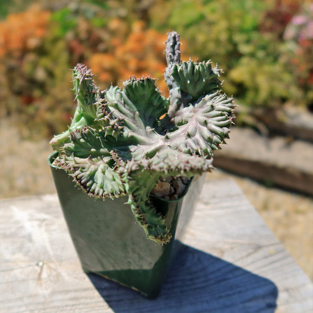 Huernia procumbens &