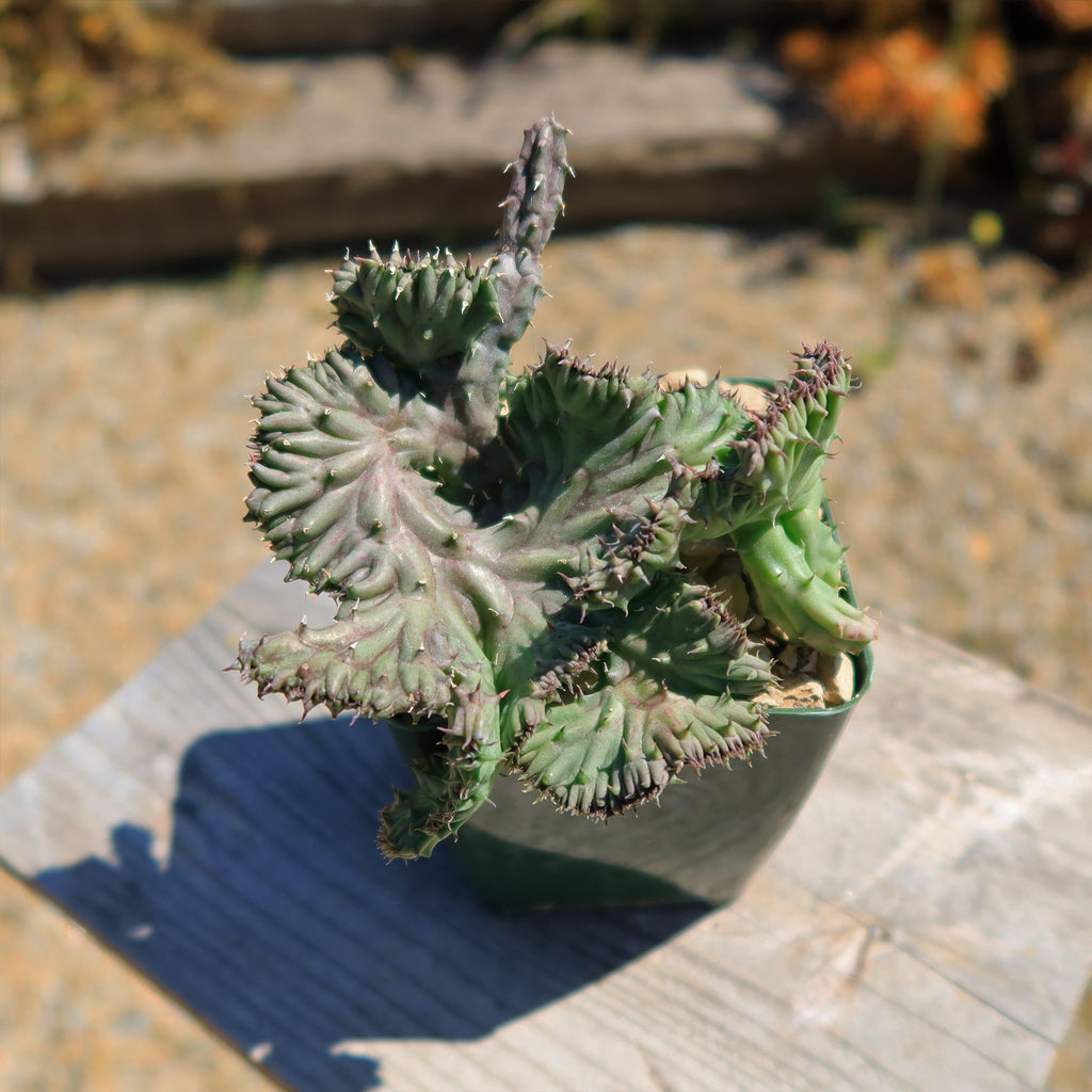 Huernia procumbens &