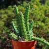 Red Dragon Flower - Huernia schneideriana