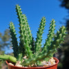 Red Dragon Flower - Huernia schneideriana