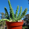 Red Dragon Flower - Huernia schneideriana