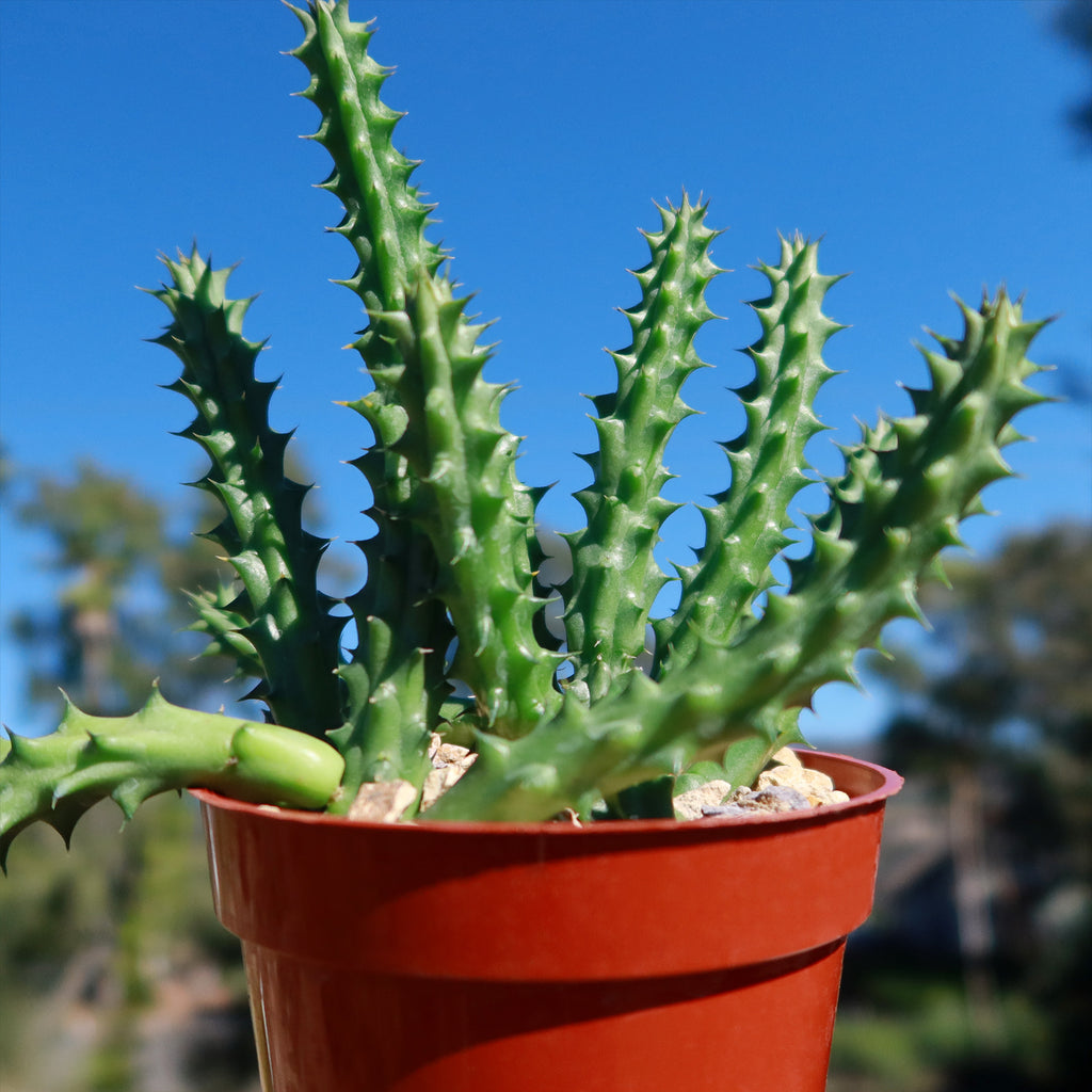 Red Dragon Flower - Huernia schneideriana
