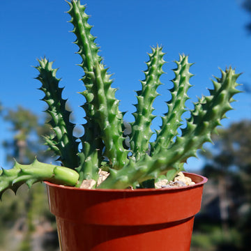 spiky succulent cactus Shop 'Red Dragon Flower - Huernia schneideriana' Care & Info