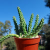 Red Dragon Flower - Huernia schneideriana