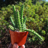 Red Dragon Flower - Huernia schneideriana