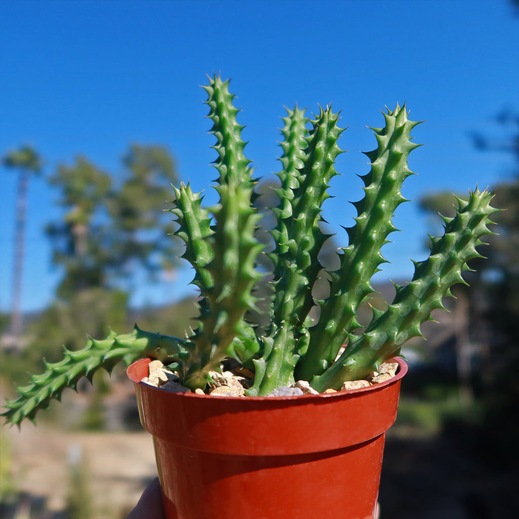 Red Dragon Flower - Huernia schneideriana