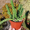 Red Dragon Flower - Huernia schneideriana