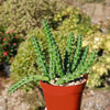 Red Dragon Flower - Huernia schneideriana