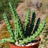 Red Dragon Flower - Huernia schneideriana