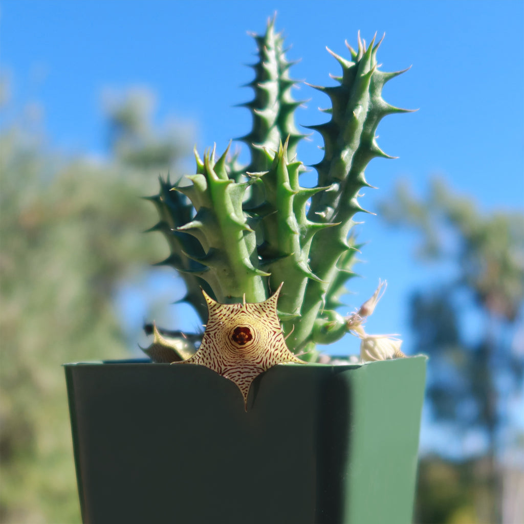Huernia Sudanensis