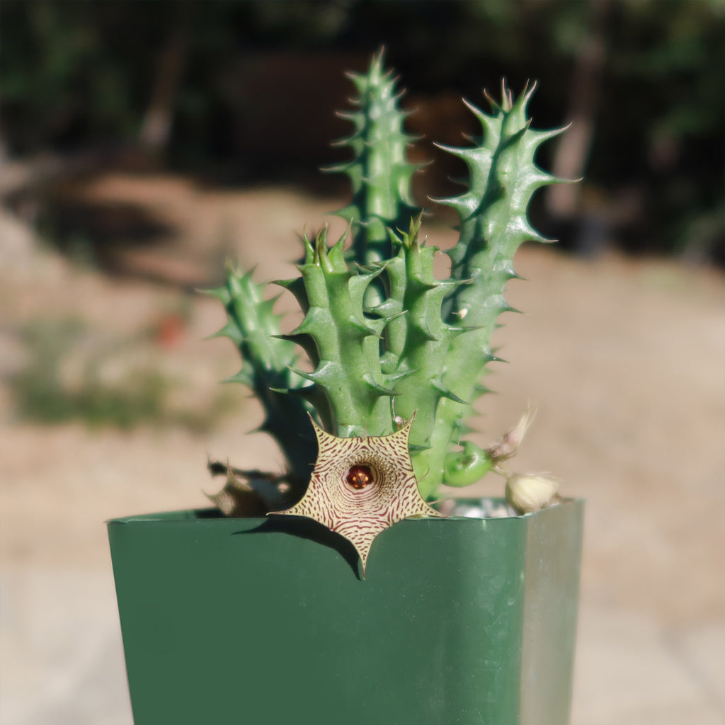 Huernia Sudanensis
