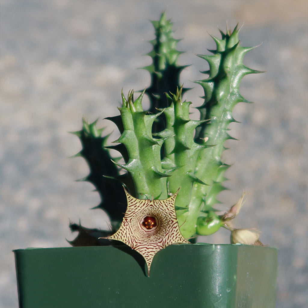 Huernia Sudanensis