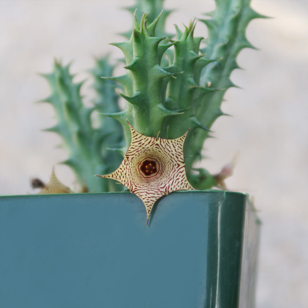 Huernia Sudanensis