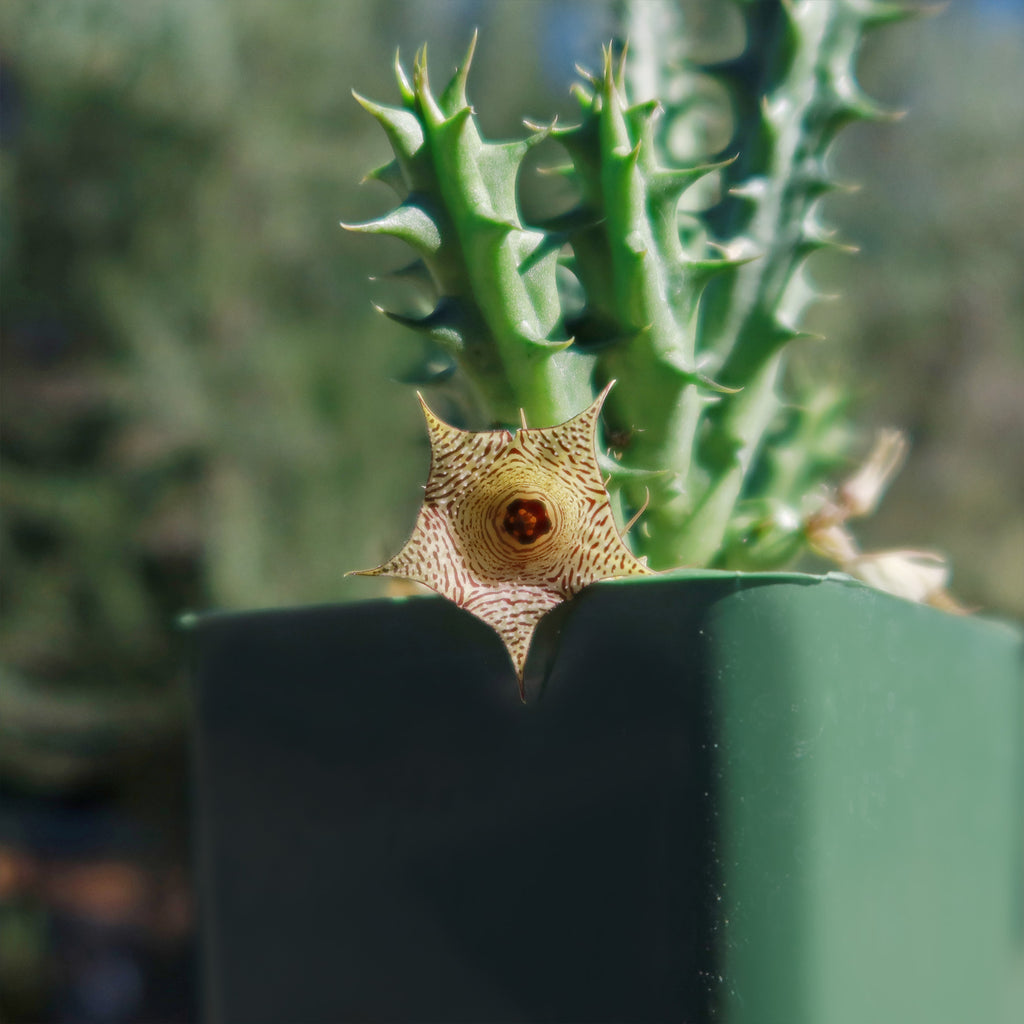Huernia Sudanensis