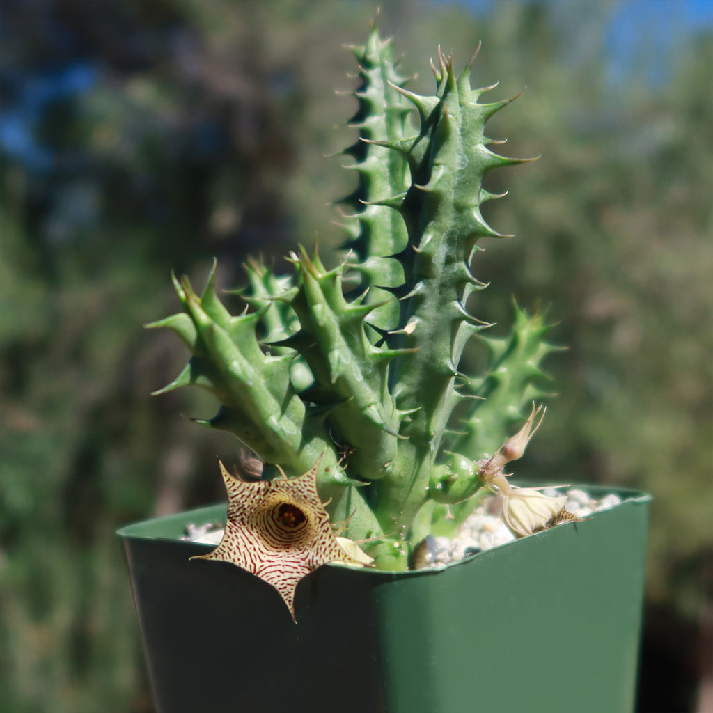 Huernia Sudanensis